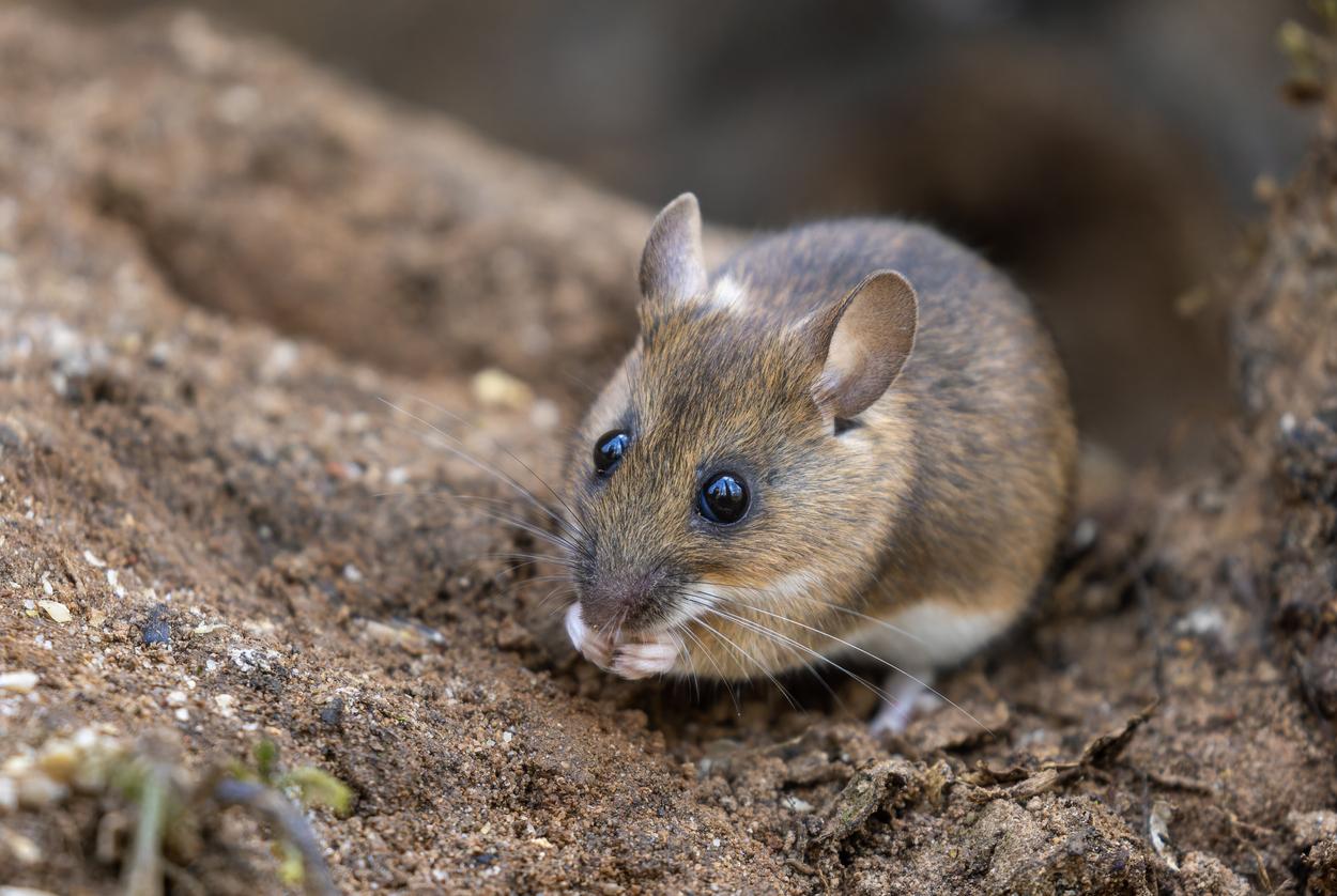 Deer Mice