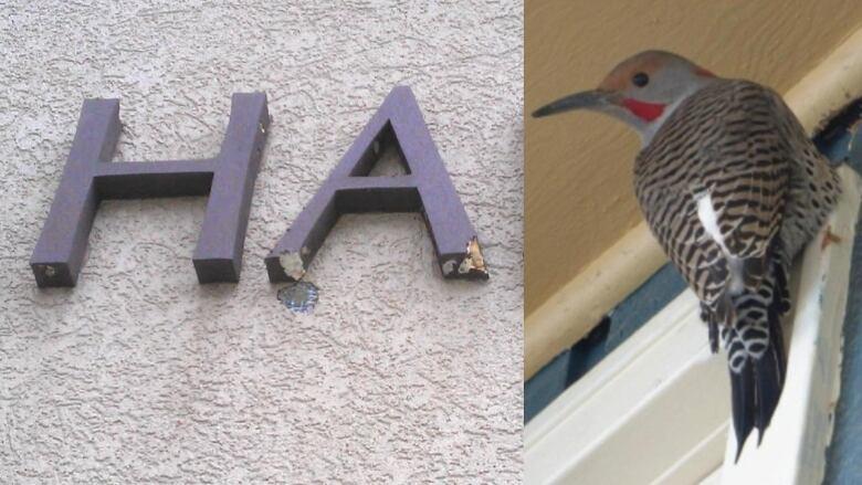 Damage caused by a Northern Flicker