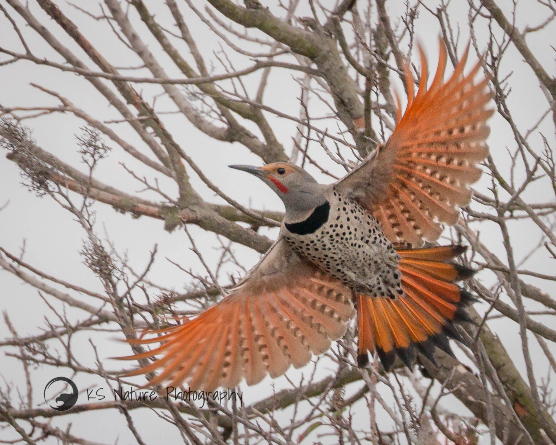 Northern Flickers