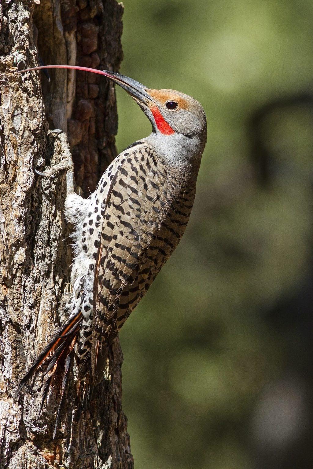 Close up of a Northern Flicker showing its long, specialized tongue