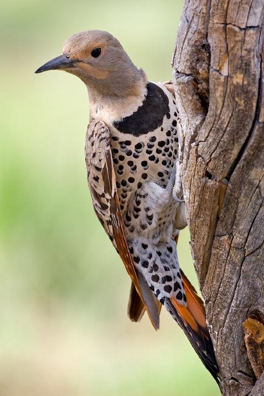 Northern Flicker perched on a tree trunk