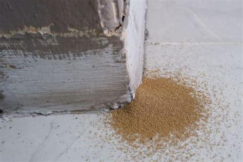 Evidence of termite frass and wood damage