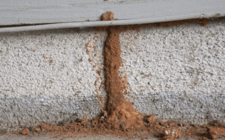 Termite mud tube on a concrete foundation