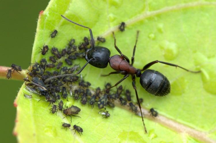 Carpenter ant tending to aphids on a plant
