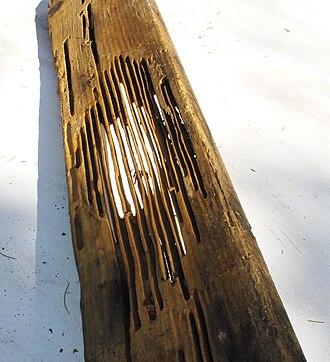 Structural wood damage caused by carpenter ant tunneling