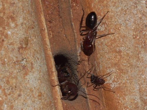 Carpenter ants emerging from a hole in wood