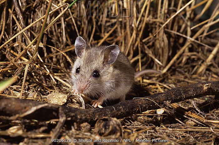 Deer Mice